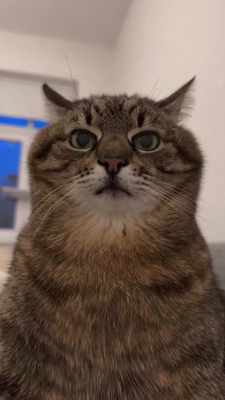 Hypnotichant