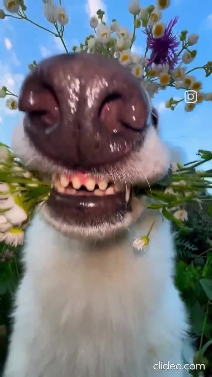 Nos amis les bêtes.
