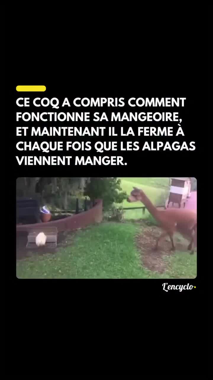 Troudbal à poils courts!