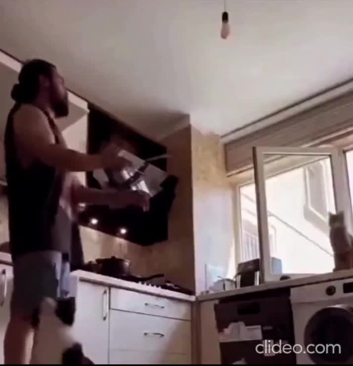 Pumped up Cats.
