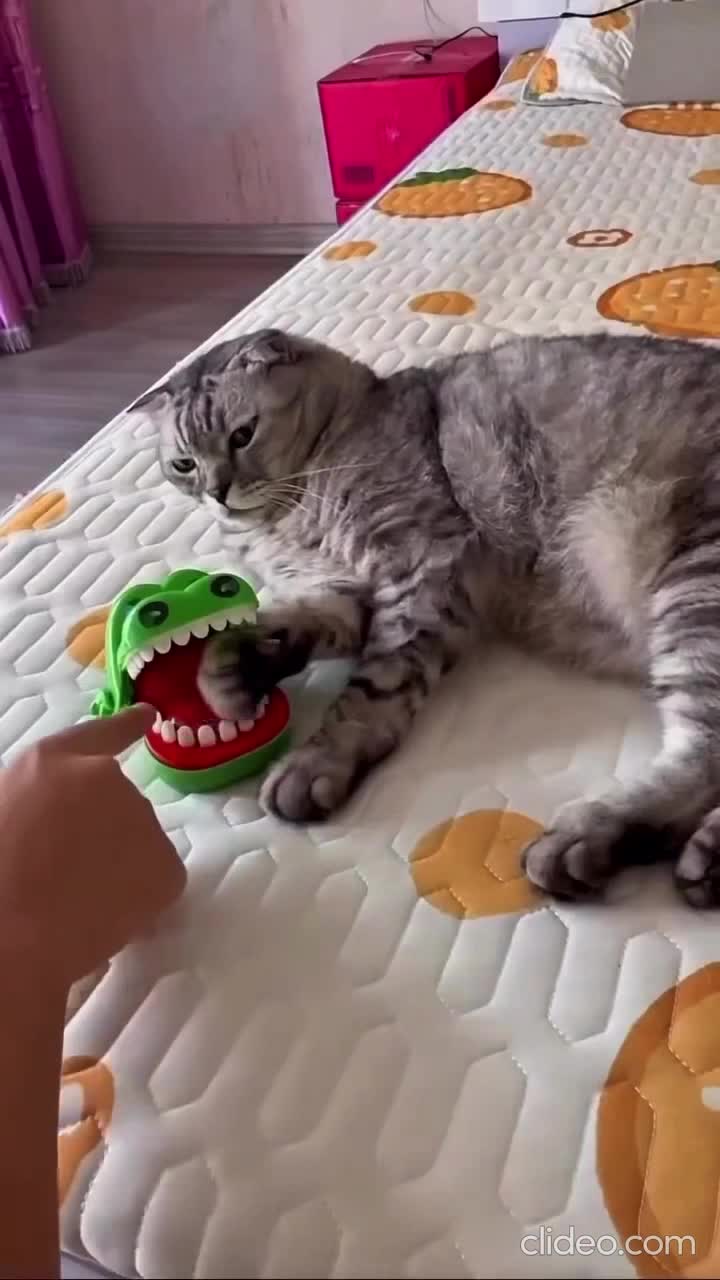 Miaounato Namicatze.