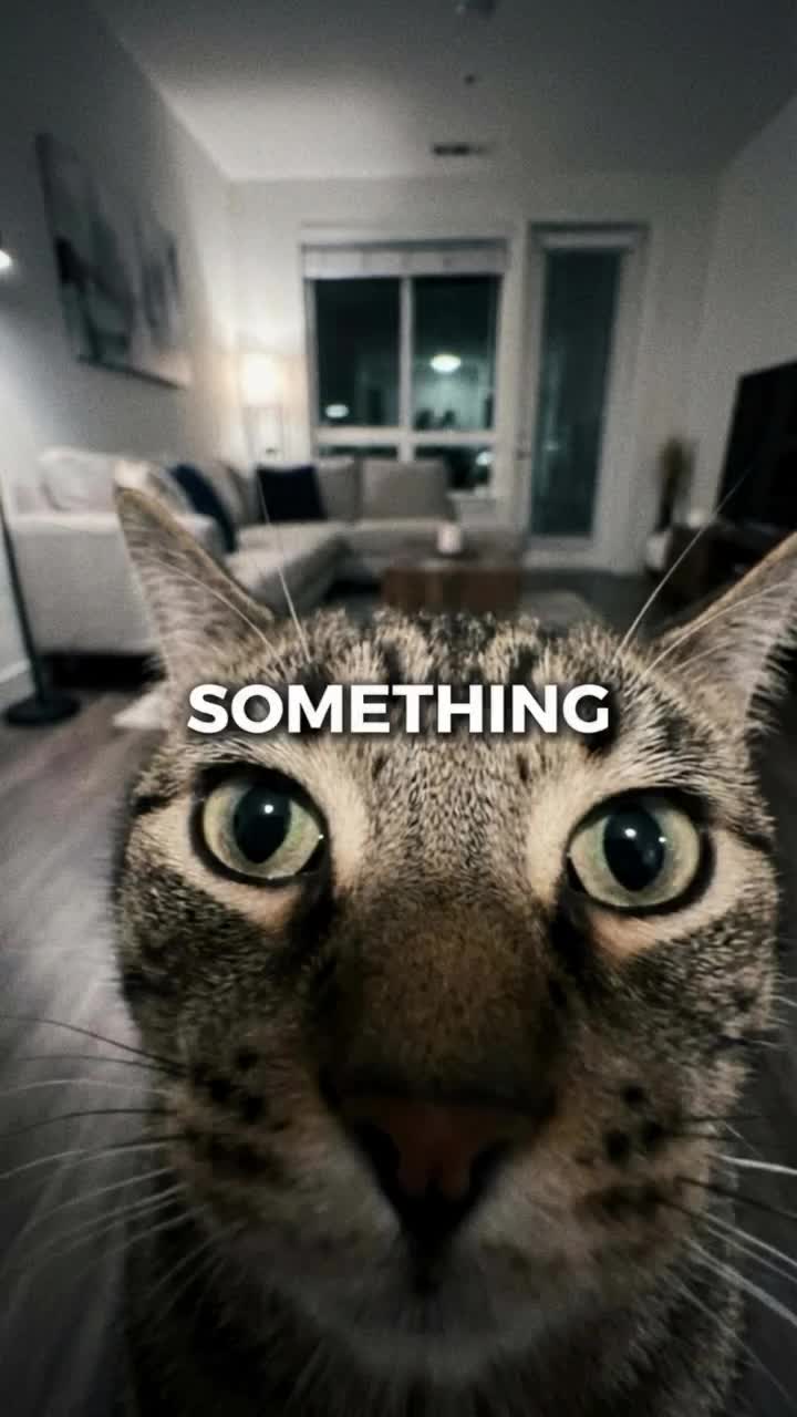 Cat The Life.