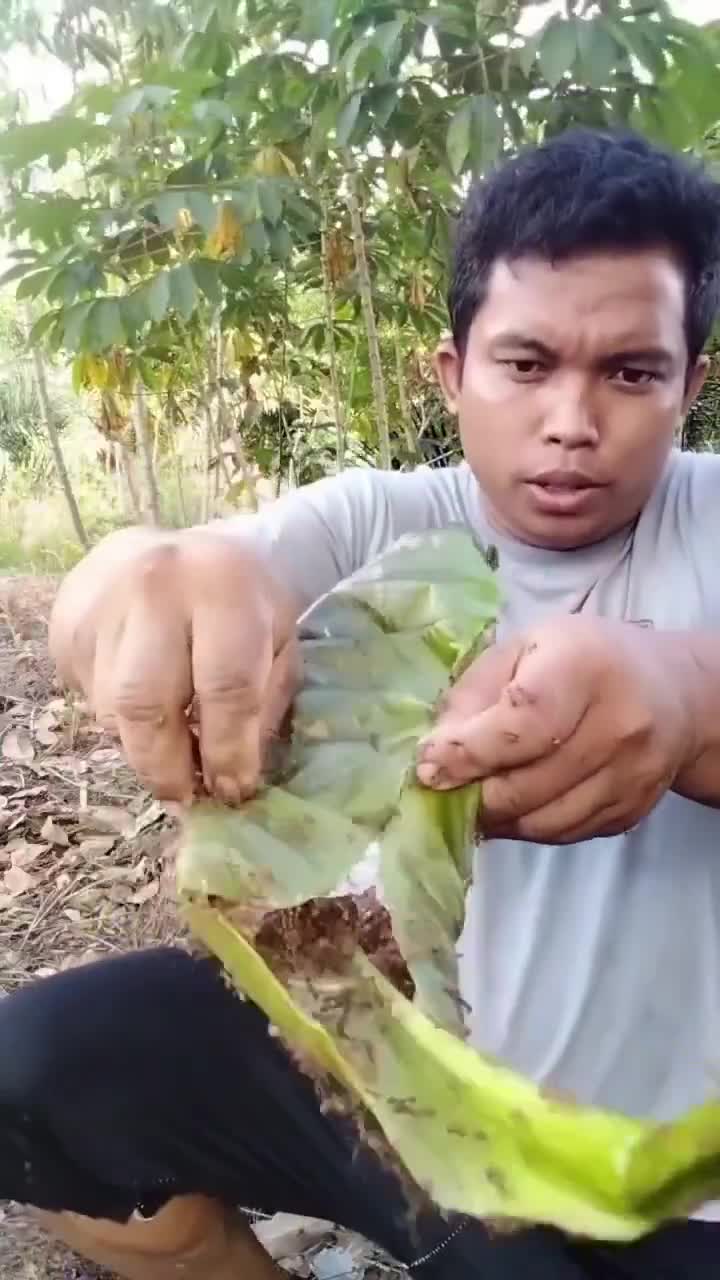 Aujourd'hui : samoussa aux fourmis crues.