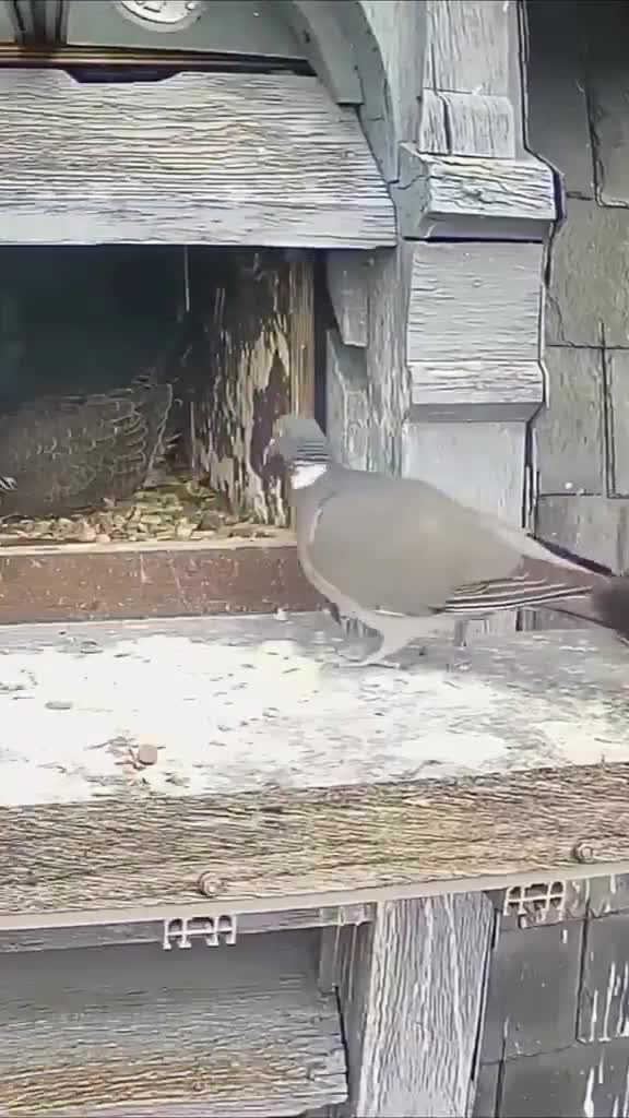 Quand un pigeon s'invite chez un faucon.
