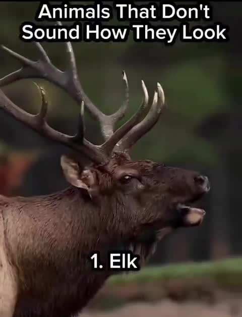 Les cris (surprenants) de certains animaux