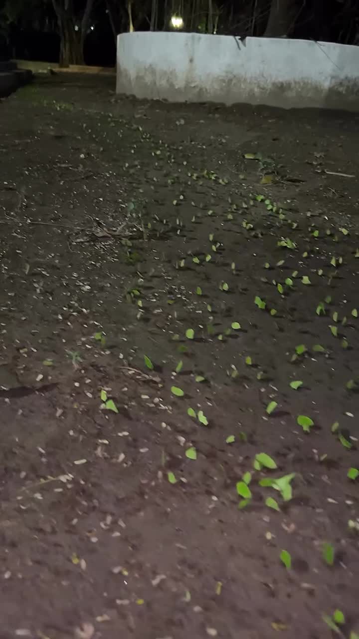 La forêt déménage.