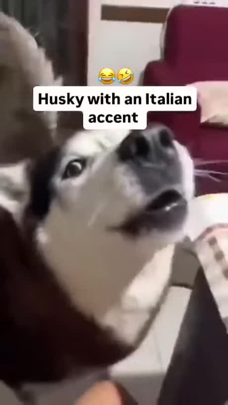 un husky italiano