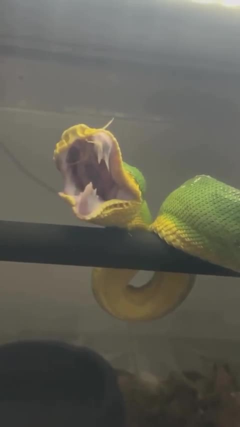 Le baillement d'un Boa Emeraude (Corallus Caninus)