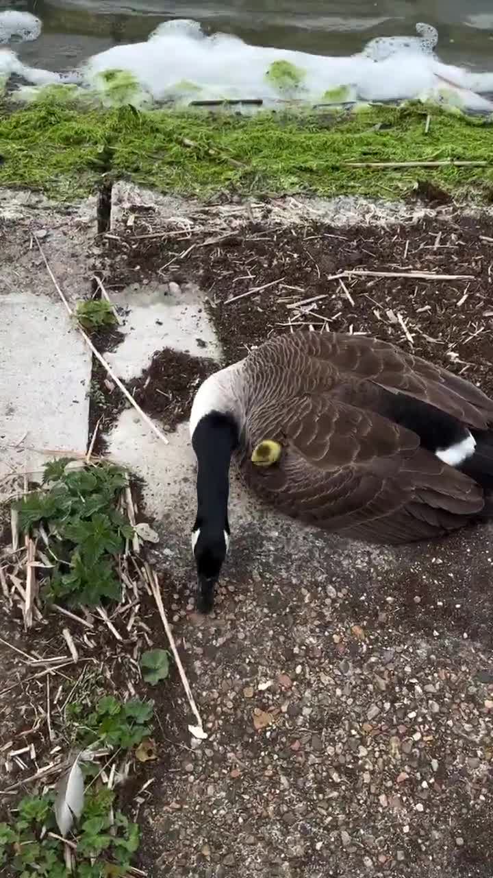 Au chaud, pépouze milouze.