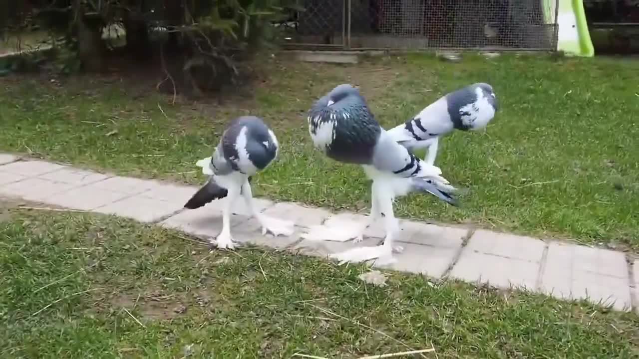 L'English Pouter, une race de pigeon domestique (que pouvait-il sortir de bien de la rencontre entre un connard de pigeon et un connard d'anglais).