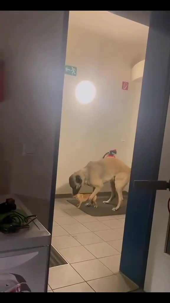 Los dogos