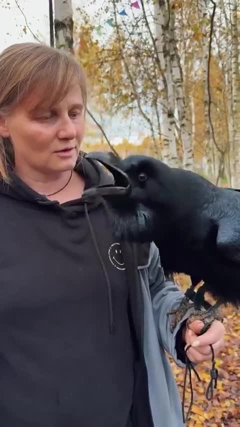Le mimétisme vocal est la capacité qu'ont certains oiseaux à imiter des sons, y compris la voix humaine. Là le corbeau il a fait russe LV1