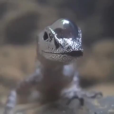 L'anole aquatique est un lézard capable de rester sous l'eau en respirant une bulle d'air piégée sur son museau.