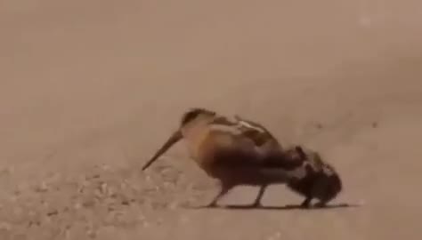 Le limicole d'Amérique fait cette "danse" pour repérer les vers cachés dans le sol.