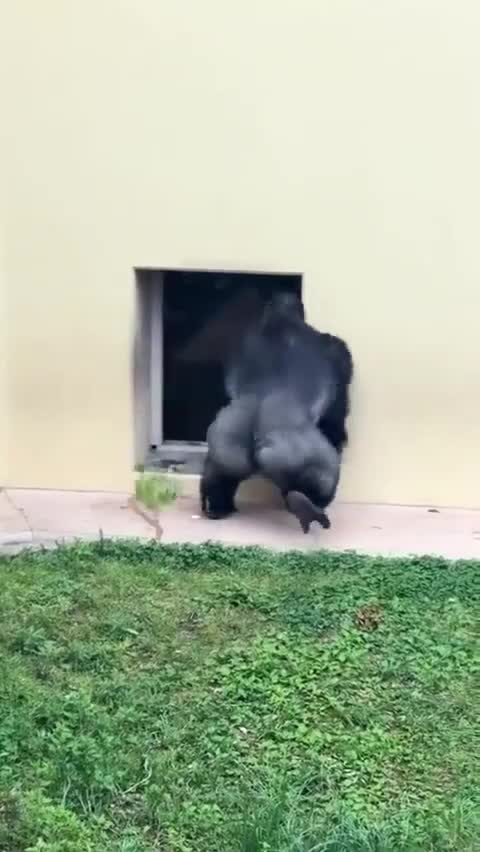 Dans un zoo japonais, le gorille Kiyomasa se bat avec sa compagne et elle le met dehors de leur tanière (toute ressemblance avec des personnes ayant patati patata etc...)