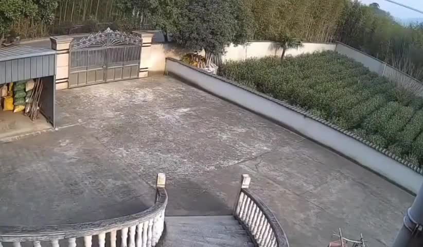Puissance, vitesse, agilité: le sanglier.