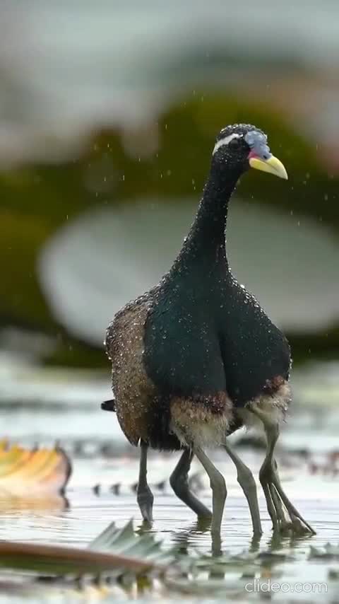 Un jacana (et sa progéniture)
