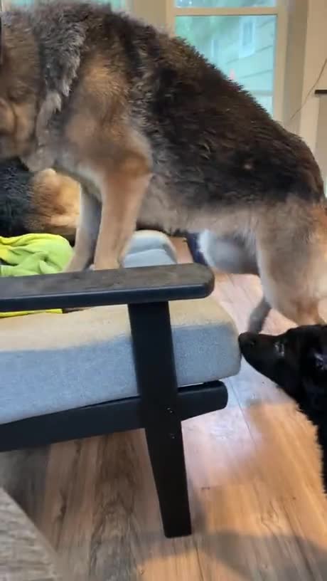 Mange pas ça, ho!