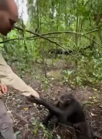 Le photographe JC PIERIE, prête ses mains à un chimpanzé pour que ce dernier puisse s'abreuver. En remerciement ce dernier lui lave les mains.