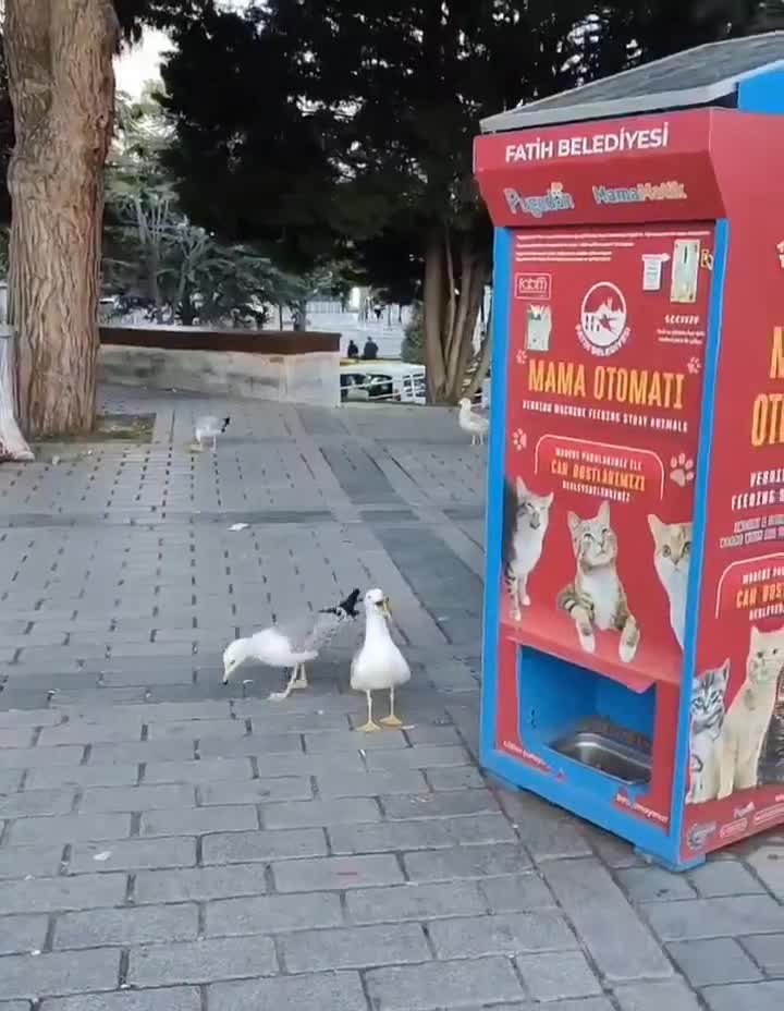 En Turquie, un distributeur automatique de nourriture pour chats a donné naissance à une scène aussi drôle qu’insolite : certaines mouettes ont appris à miauler pour se faire passer pour des chats et obtenir leur part de nourriture.