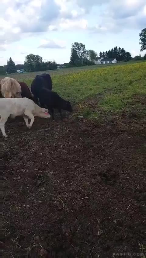 Vache vs Tortue
