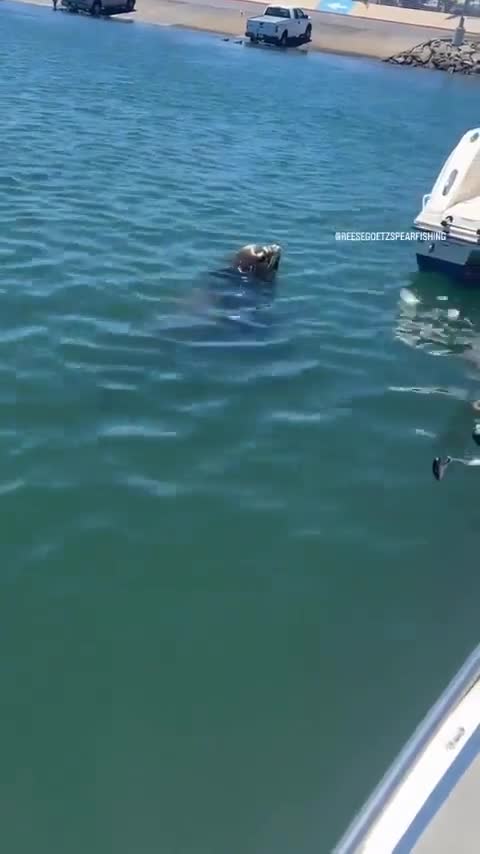 Parait que son ptit nom c'est "Fisc" dans la marina