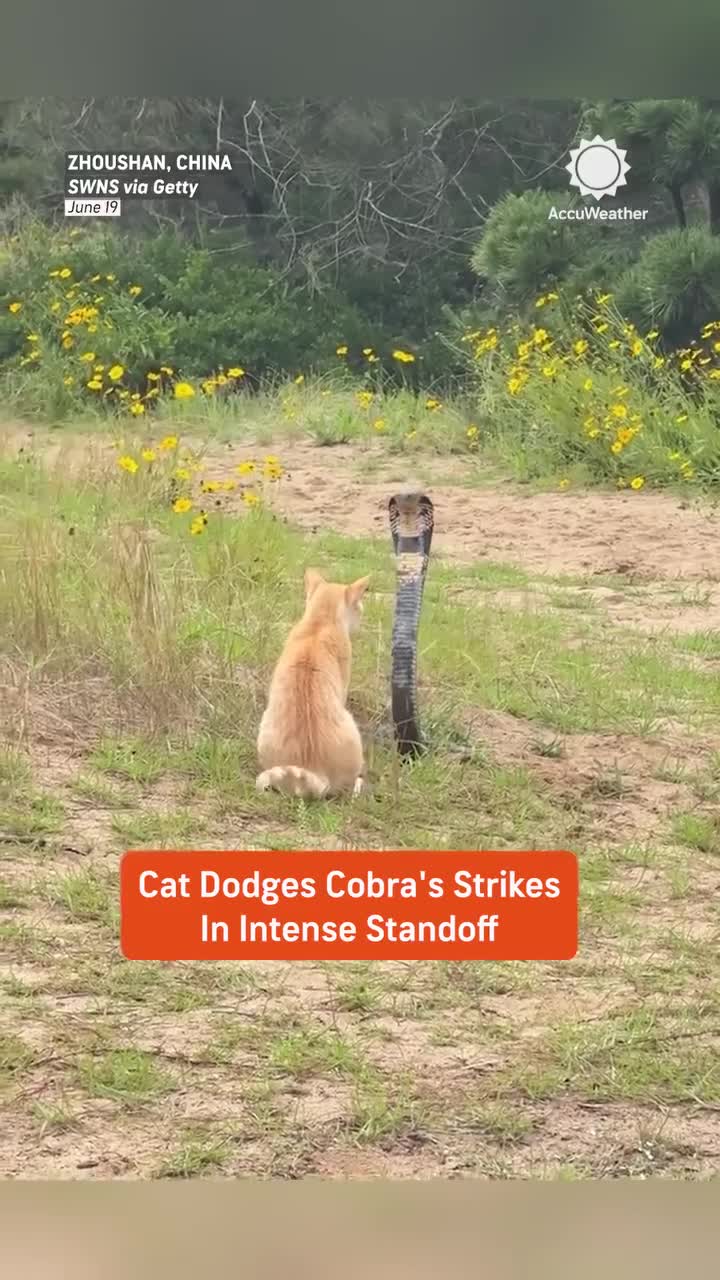 Cobra vs. Chat