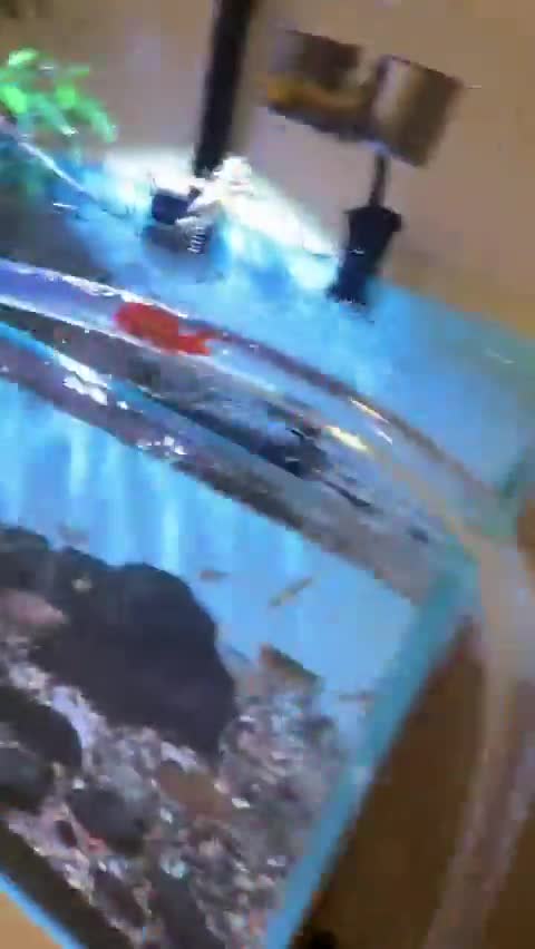 Fishtrement bien !