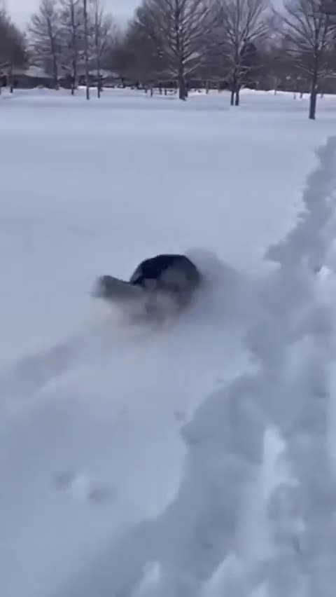 Quelque part dans le monde il y a toujours un husky qui refuse de rentrer à la fin de la balade ...
