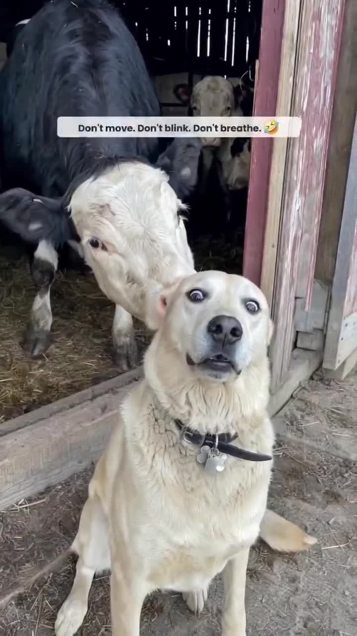 Ne pas bouger... je suis un pot de fleur... je suis un labrador, j'ai un QI supérieur je maîtrise la situation...