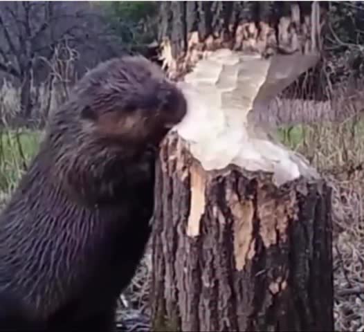Le castor s'arrête de mâcher pour écouter le bruit d'un arbre qui est sur le point de tomber.