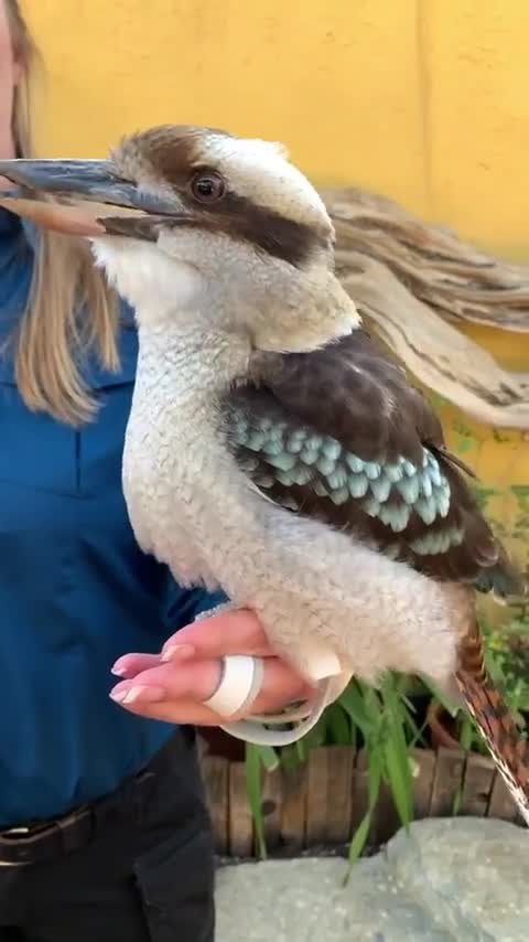 Le cri du kookaburra ressemble à celui d'un singe