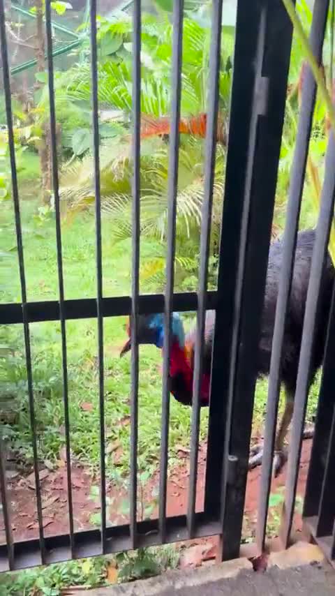 Un casoar sa mère. Tu m'étonnes qu'on les apparente aux dinosaures.