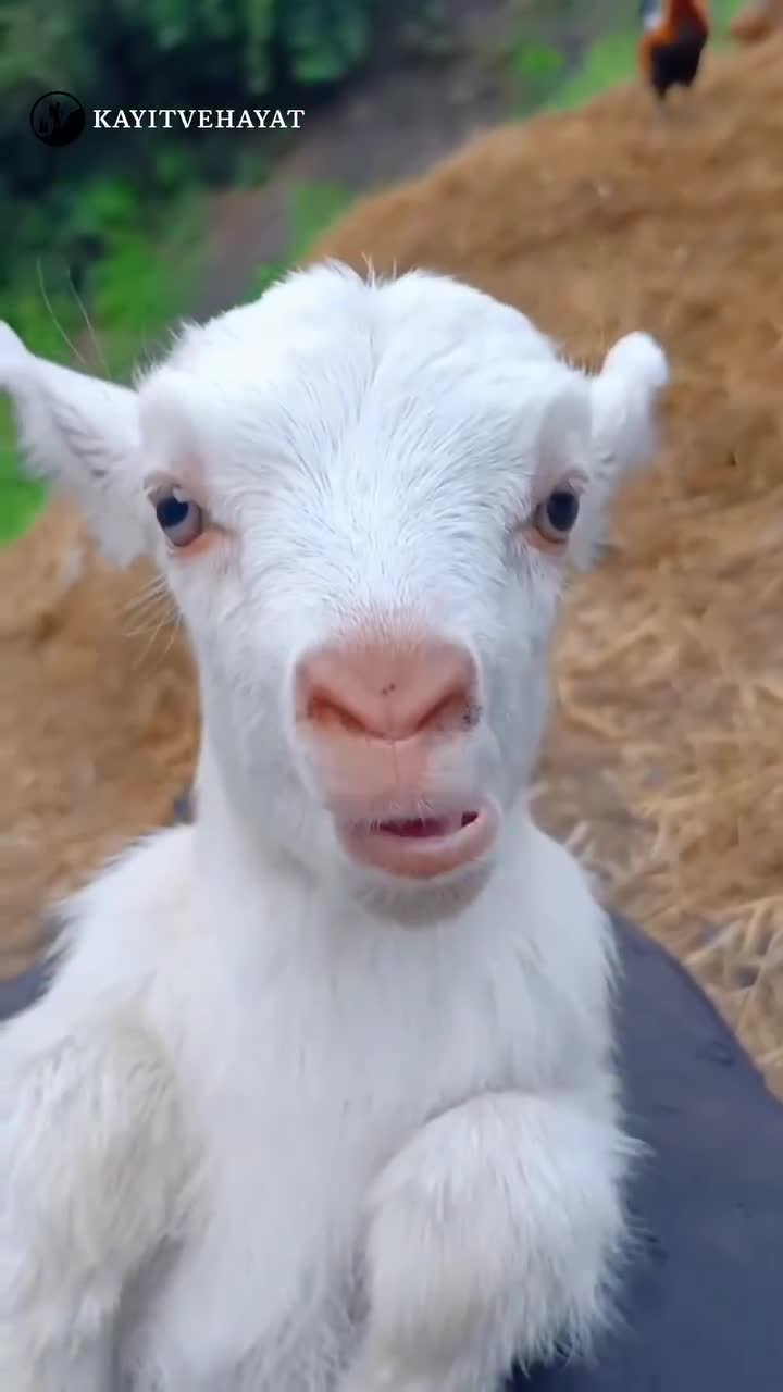 Cris d'animaux