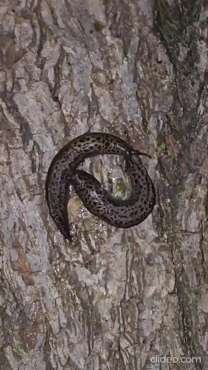 Accouplement de limaces à la limite du g/a-ne-pas-voir. A l'issue de cette... osmose, chaque limace peut pondre.