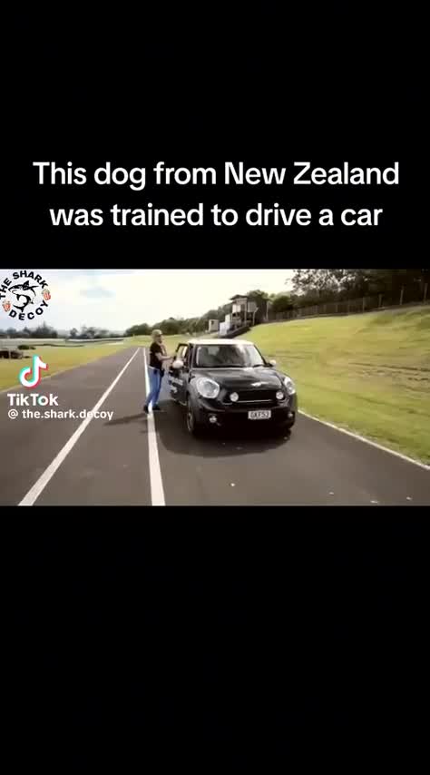 Bientôt les chiens conducteurs d'aveugles