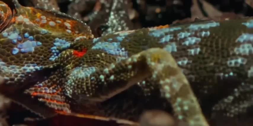 Dans ses derniers instants, ce caméléon de Labord femelle éclate dans un affichage chaotique de couleurs avant de s'éteindre. (comme mon OLED)