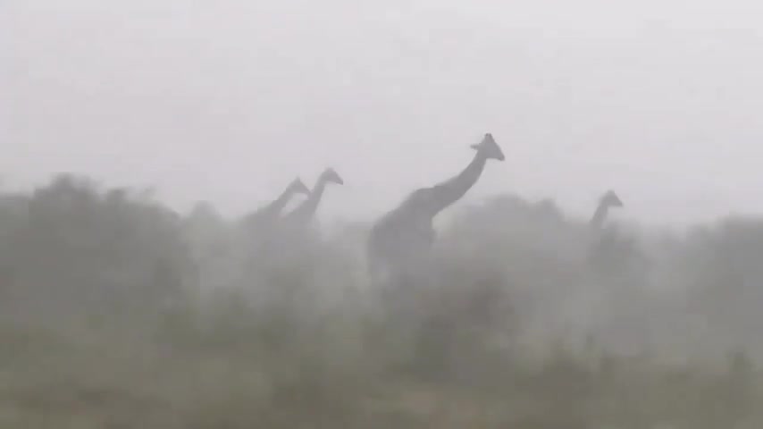 Que c'est chiant de trouver un abri pendant une tempête quand t'es une girafe