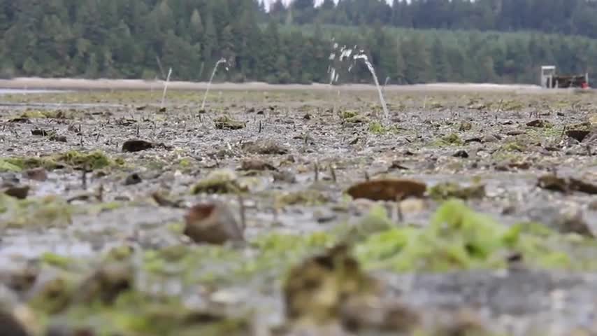 Oh les bivalves à marée basse on se calme là!!