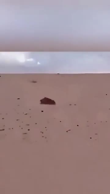 Technique de chasse du faucon pélerin