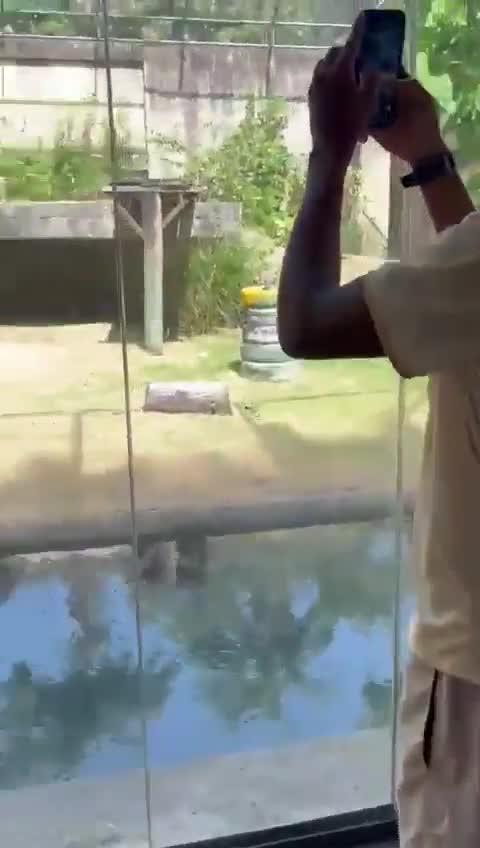 Brésil : Un homme de 19 ans est mort après être entré dans l’enclos d’une lionne dans un zoo. Les responsables ont déclaré que l’animal a agi instinctivement et ne sera pas euthanasié.