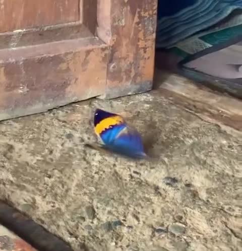 Le Papillon feuille d'oranger ressemble exactement à une feuille morte jusqu'à ce qu'il ouvre ses ailes