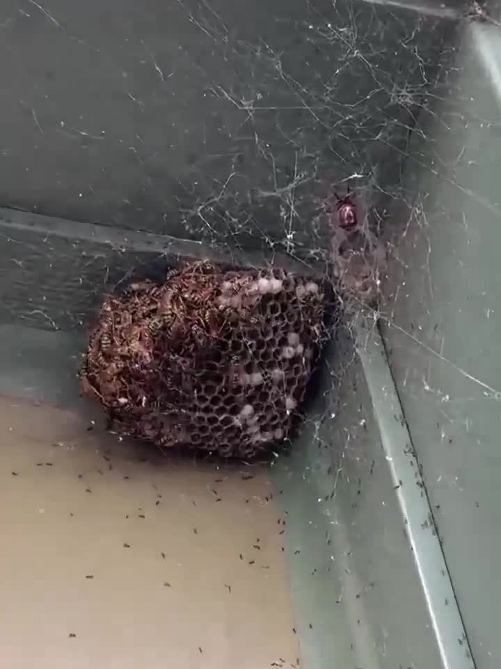 Une araignée a tissé sa toile autour d'un nid de guêpes, les piégeant ; tandis que des fourmis pillent les larves pour constituer des réserves.