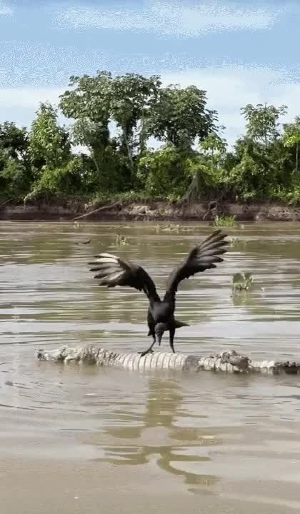 Un urubu noir cherchant son equilibre pour se nourrir d'un caïman mort