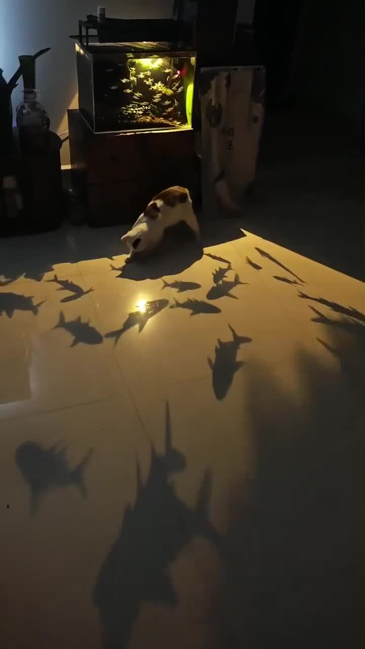 Plutôt chat ou aquarium ?