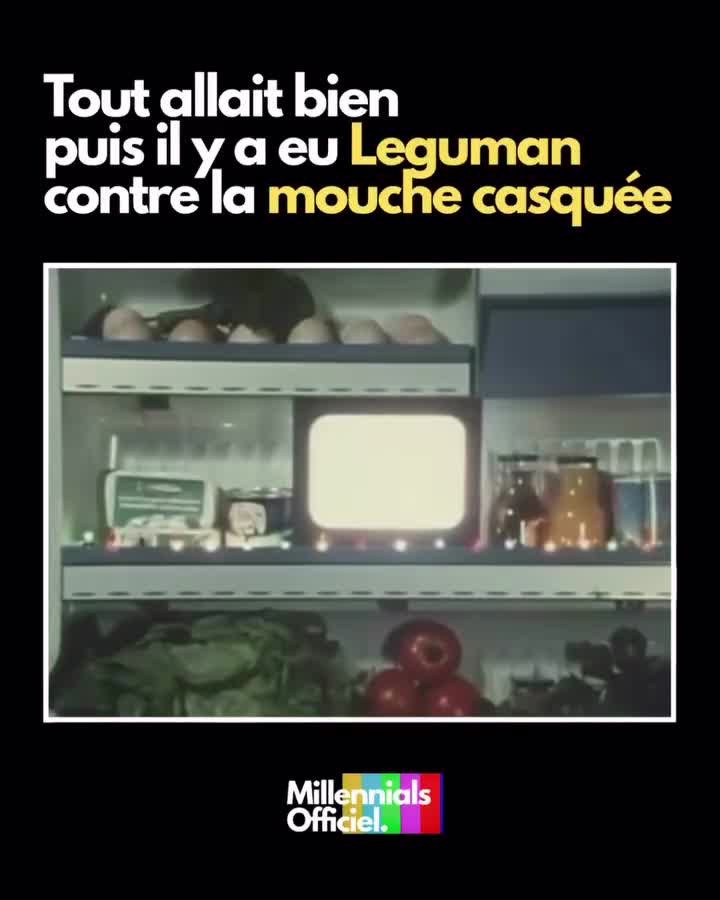 Leguman face à la mouche casquée.