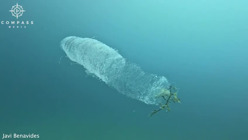Un pyrosome est une colonie marine flottante et lumineuse composée de milliers de petits animaux clonés appelés zoïdes qui forment une structure creuse en forme de tube