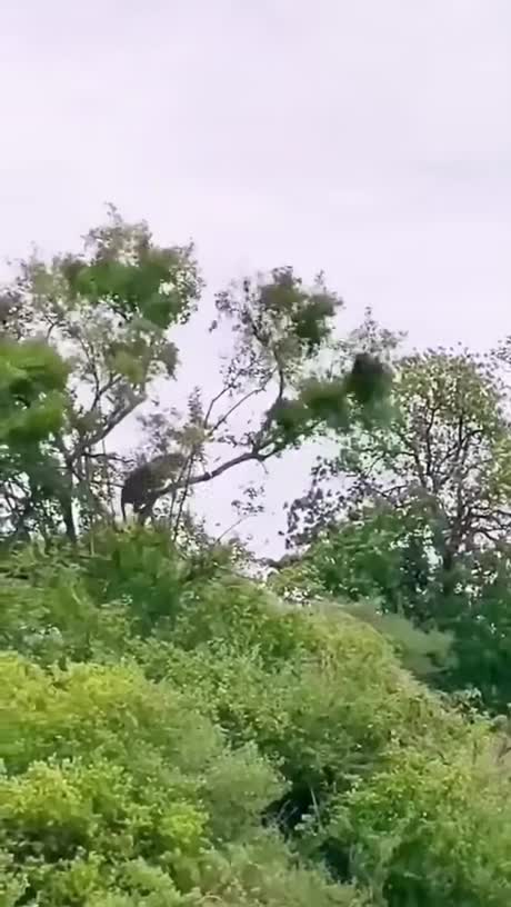Quand un léopard a la dalle