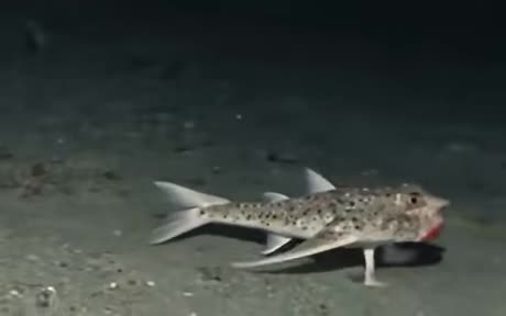 Le  poisson chauve-souris des Galápagos: "Excusez moi... vous avez vu Darwin? J'ai deux mots à lui dire."