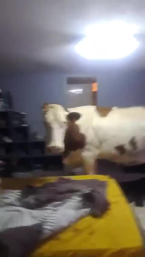 La vache!